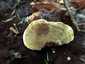 Fenyő-likacsosgomba (Phaeolus schweinitzii), Zemplén